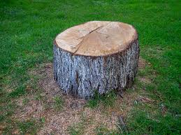 How Our Tree Care Process Works  in  Walden, NY
