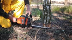 Best Tree Fertilization  in Walden, NY